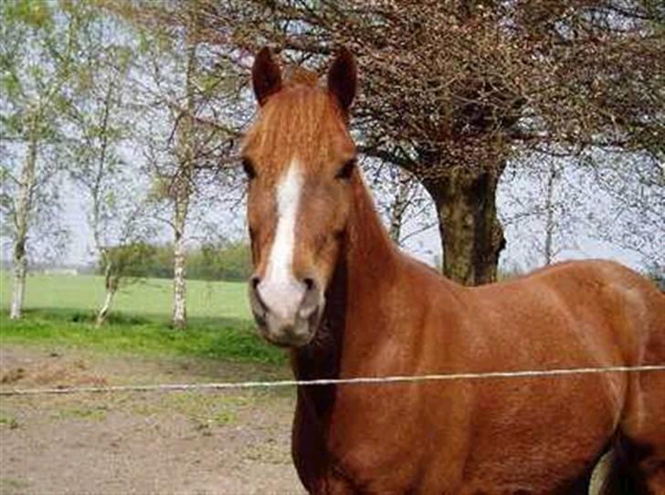 Anden særlig race Low Länder (NU TILBAGE IGEN) billede 18