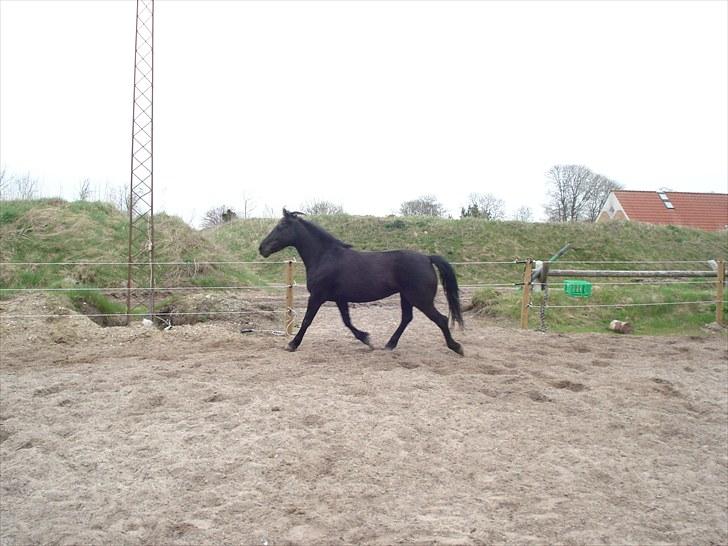 Anden særlig race Moonlight <3 t - mys(: billede 5
