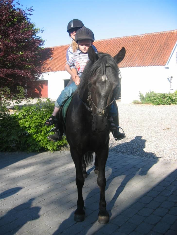 Anden særlig race Moonlight <3 t billede 6