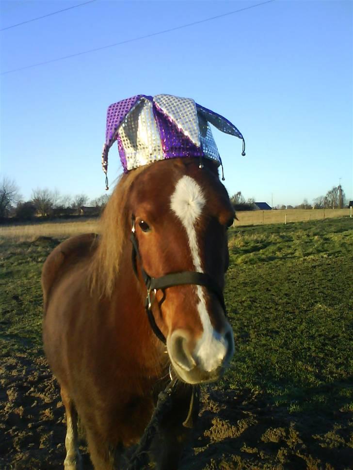 Anden særlig race Æblehavens Dixi wonderboy - miiin lille ponny (;<3 er han ikke nusser <3 billede 1