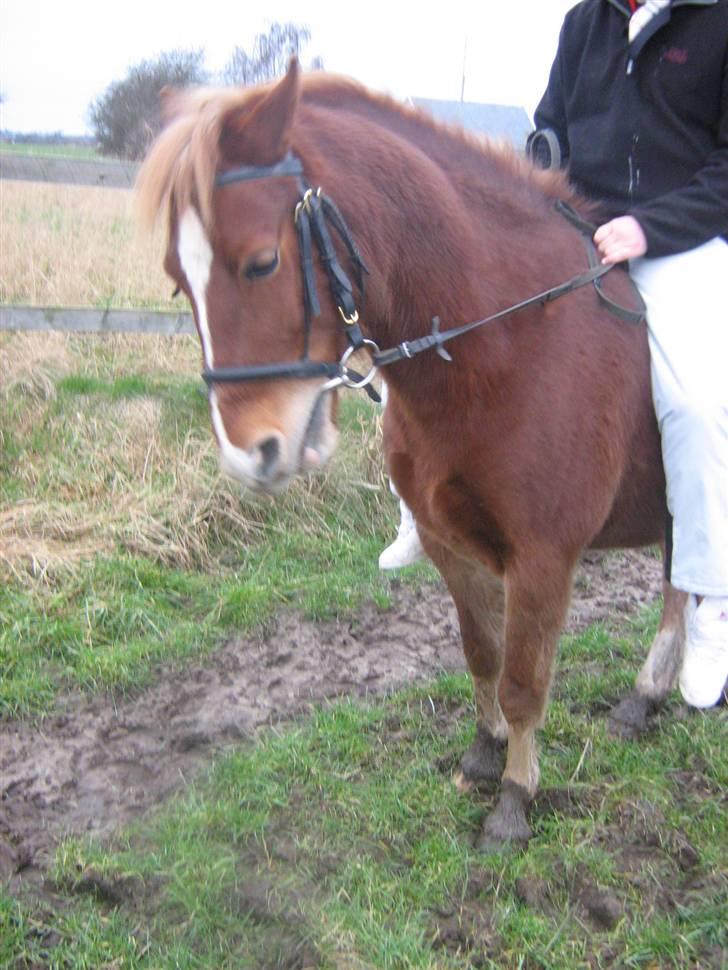 Anden særlig race Æblehavens Dixi wonderboy - En supper skøn ponny med hjertet på ratte sted (; billede 2