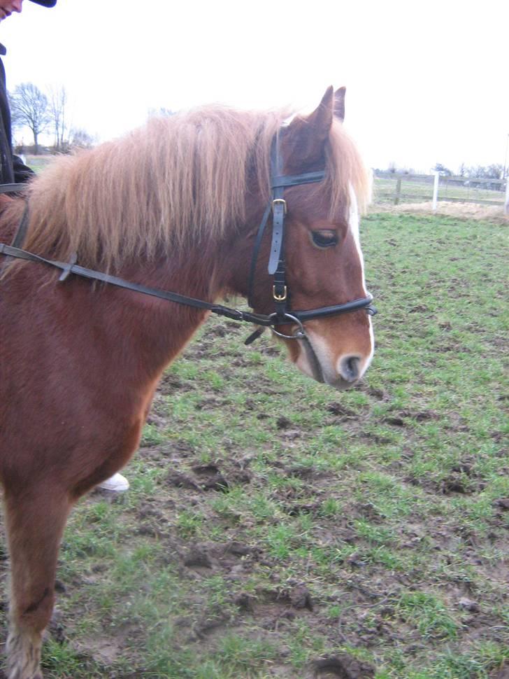 Anden særlig race Æblehavens Dixi wonderboy - <33 skøn billede 3