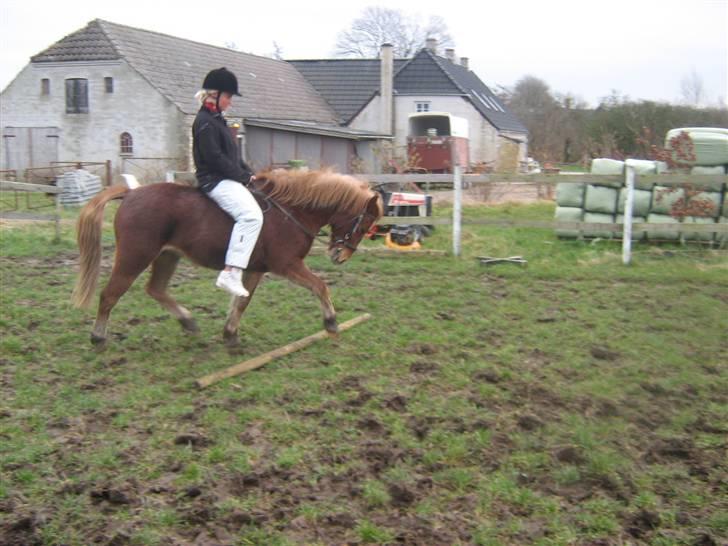 Anden særlig race Æblehavens Dixi wonderboy - Kan gå godt og kan  komme rigtiq langt med træninq(; <3 billede 4
