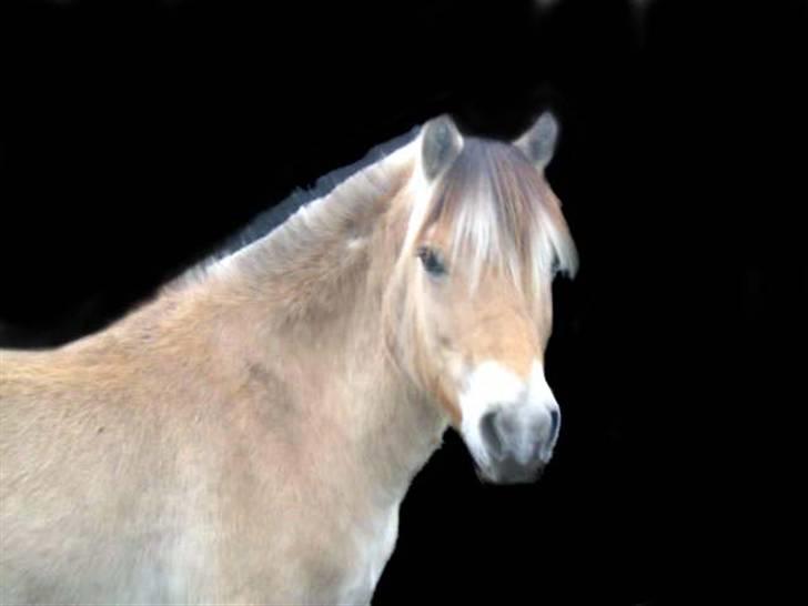 Fjordhest Trinity billede 8