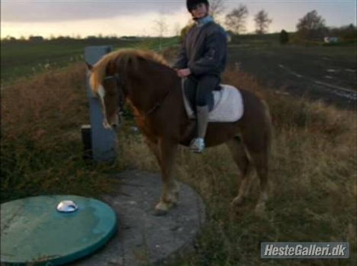Anden særlig race Æblehavens Dixi wonderboy - Lille rikke på dixi ´drenqen :I<3 billede 5
