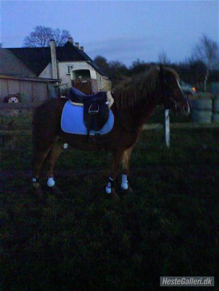 Anden særlig race Æblehavens Dixi wonderboy - Nøj hvor er man bare fin <3  billede 6