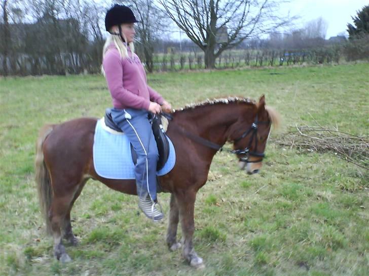 Anden særlig race Æblehavens Dixi wonderboy - <3 billede 7