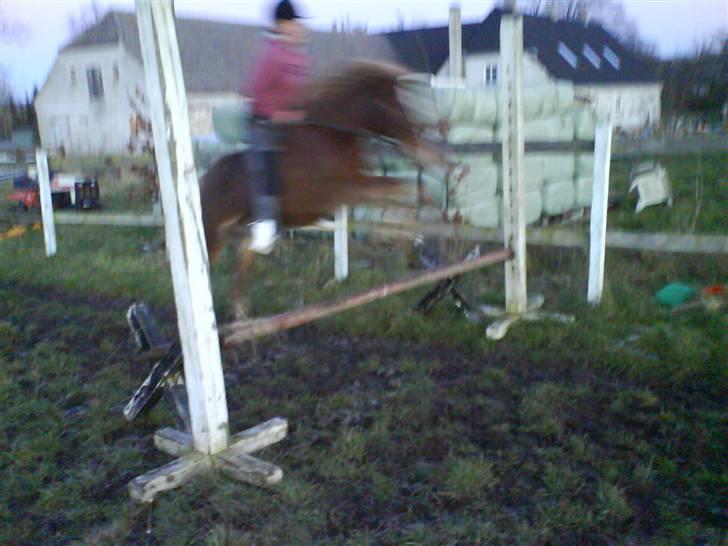 Anden særlig race Æblehavens Dixi wonderboy - <3 billede 9