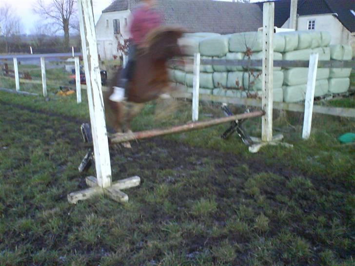 Anden særlig race Æblehavens Dixi wonderboy - <3 billede 10