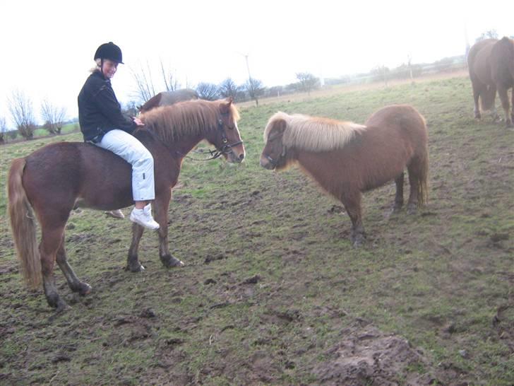 Anden særlig race Æblehavens Dixi wonderboy - britter og dixi <3 billede 11