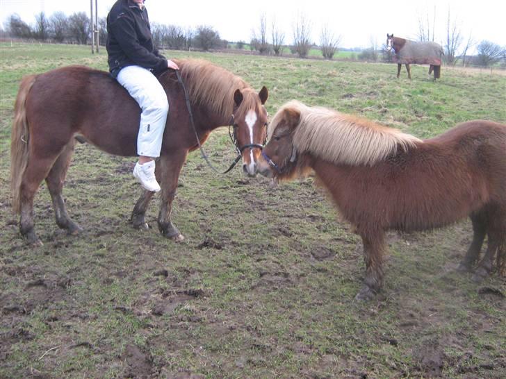 Anden særlig race Æblehavens Dixi wonderboy billede 12