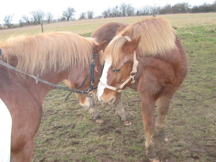 Anden særlig race Æblehavens Dixi wonderboy billede 13