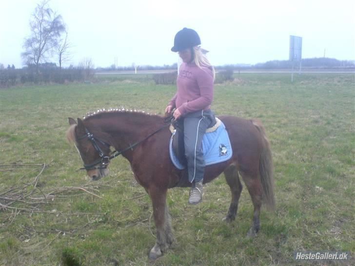 Anden særlig race Æblehavens Dixi wonderboy billede 14