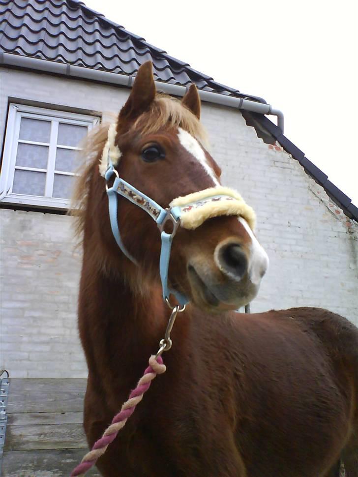 Anden særlig race Æblehavens Dixi wonderboy - (; miiq i en nødeskal billede 15