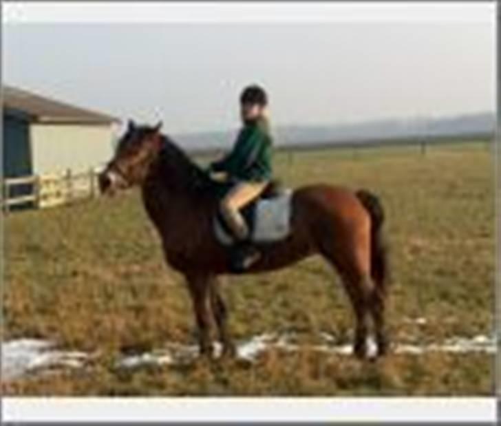 Anden særlig race Léblis - den gan vi kunne ride.. billede 2