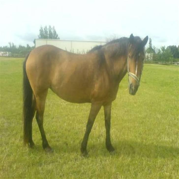 Anden særlig race Léblis - leblis.. sommerdag ., Dejligt<3 billede 3