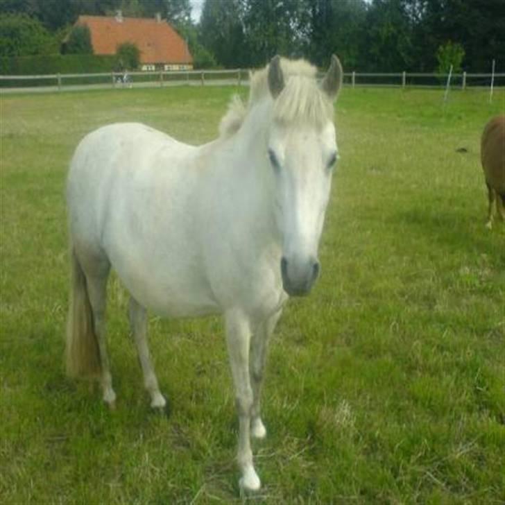 Anden særlig race Tulle - uhh, jeg er på. Fotomodel. whii <3 :) billede 1