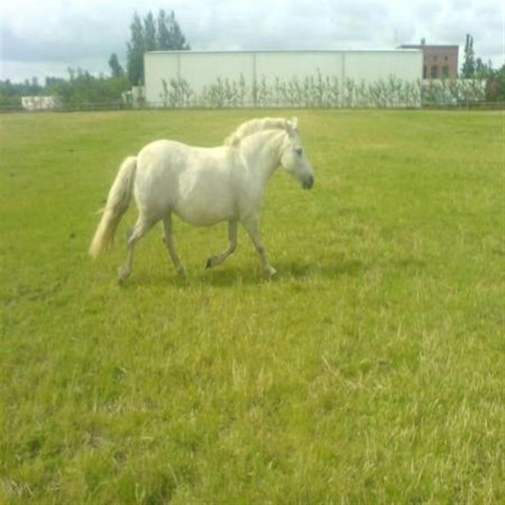 Anden særlig race Tulle - tar lige en løbetur i folden.. billede 2