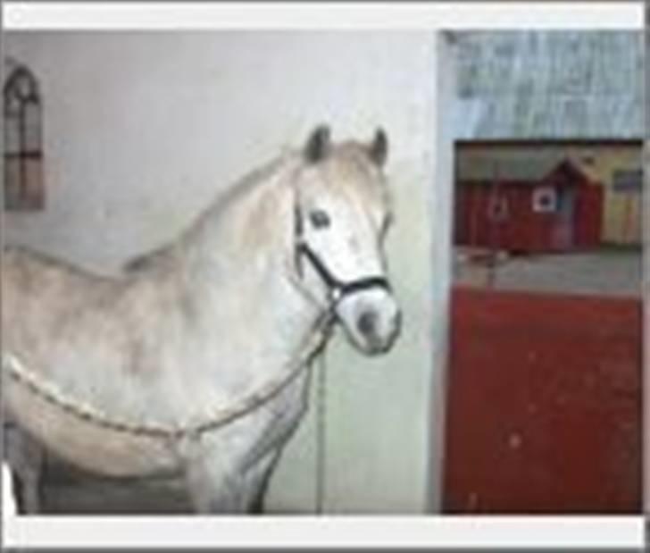 Anden særlig race Tulle - jeg er lige ved at striglet. det er dejligt. billede 4