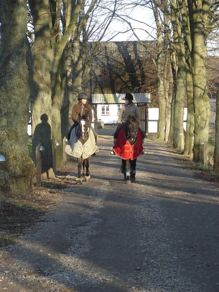 Tysk Sportspony Holsteins Sissi - *Mig, Sissi, Unique og Amanda på tur billede 15