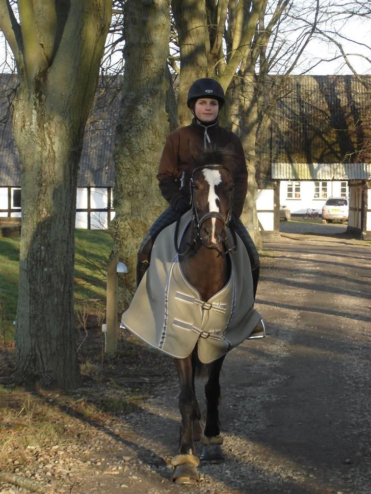 Tysk Sportspony Holsteins Sissi - *Sissi <3 billede 16