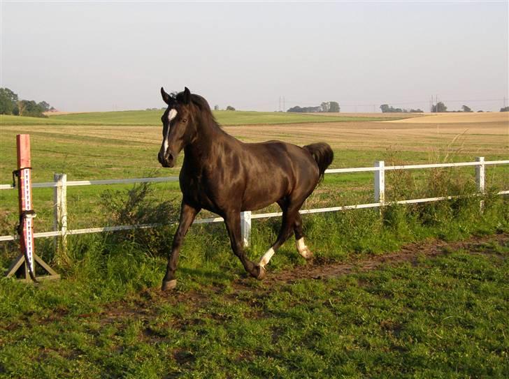 Oldenborg Amadeus billede 1