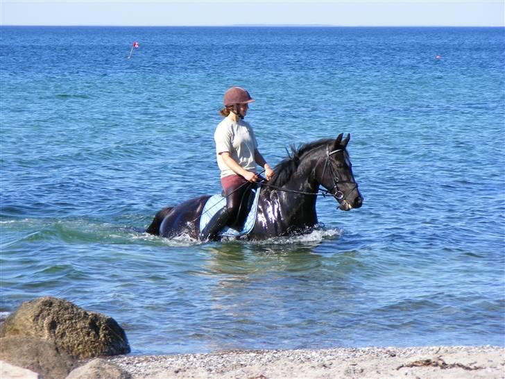 Oldenborg Amadeus - Amadeus og jeg på stranden d. 27-07-2008. For første gang.. :) billede 2