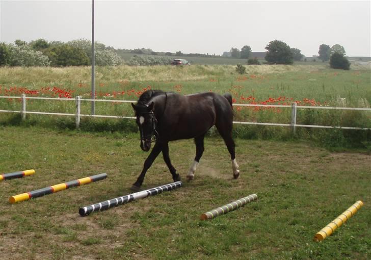 Oldenborg Amadeus - hmm.. Hva´ er det for noget?! billede 4