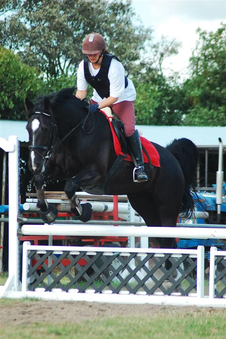 Oldenborg Amadeus - Springundervisning i NVR billede 5