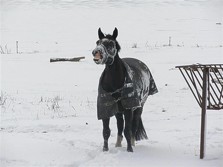 Oldenborg Amadeus - Dusse med sne i hele hovedet. dec. 2009 billede 6
