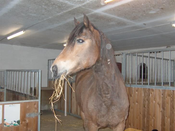 Anden særlig race Léblis - Leblis den smukke<3 billede 5