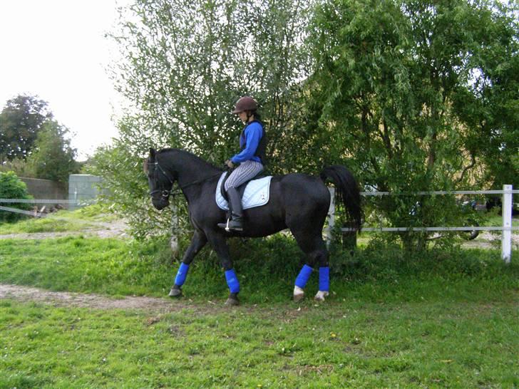 Oldenborg Amadeus billede 8