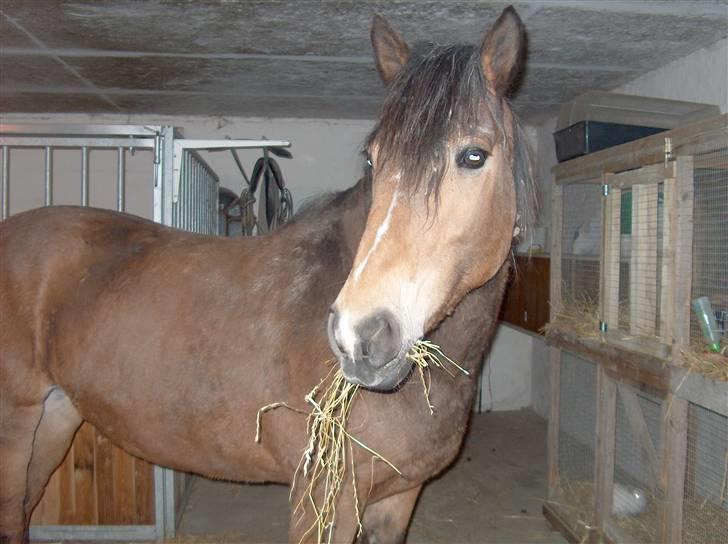Anden særlig race Léblis - Leblis<3<3 Elsker dig billede 6