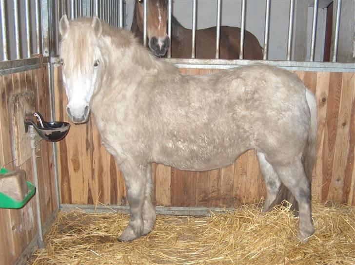 Anden særlig race Tulle - Er jeg dejlige eller hvad? billede 5