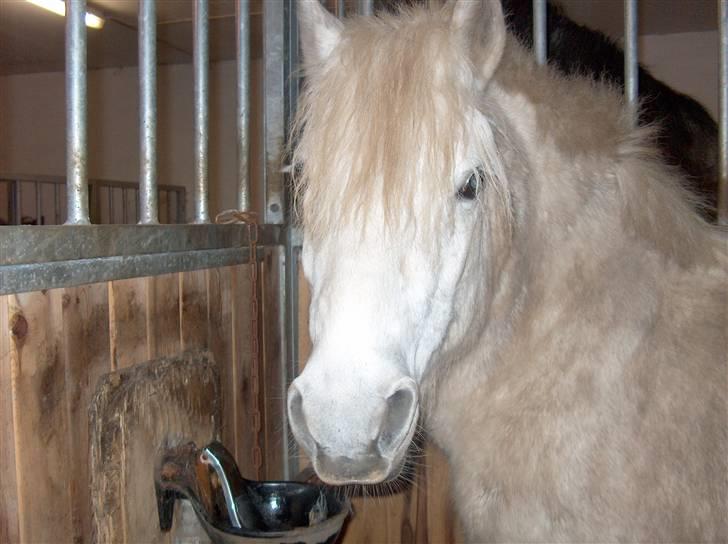 Anden særlig race Tulle - Jeg er altid glad for kys, kram og mad. billede 6