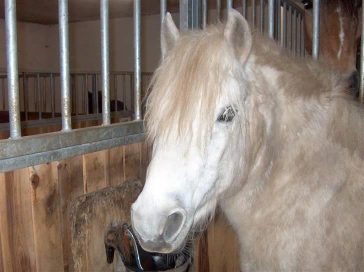 Anden særlig race Tulle - mit pandehår er blevet så langt på 2 måneder..er stolt.:) billede 7