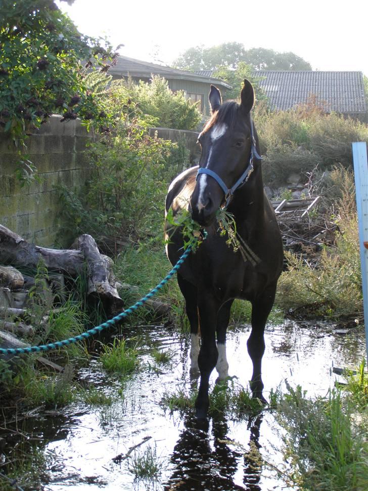 Oldenborg Amadeus billede 10