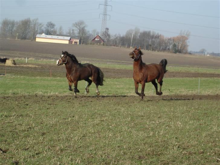 Welsh Cob (sec D) Rolighedens Jackpot -SOLGT - Leg i solskinnet billede 11