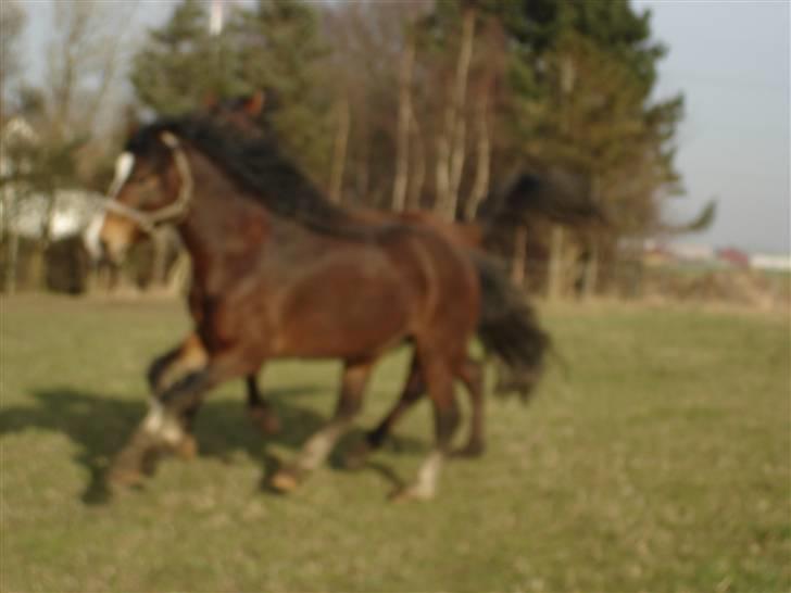 Welsh Cob (sec D) Rolighedens Jackpot -SOLGT - Fuld fart billede 12