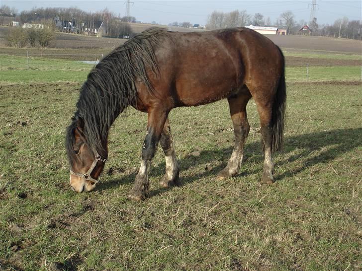 Welsh Cob (sec D) Rolighedens Jackpot -SOLGT - Lidt beskidt billede 13