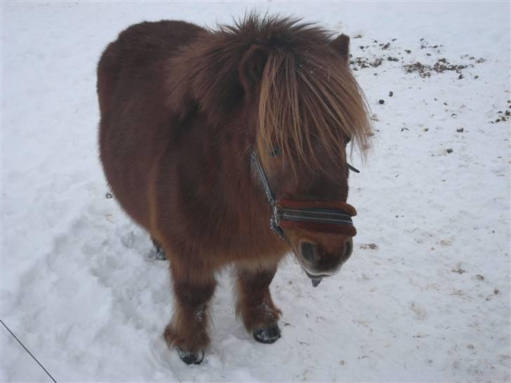 Shetlænder Rasmus - Den lille vinterbamse :) billede 3