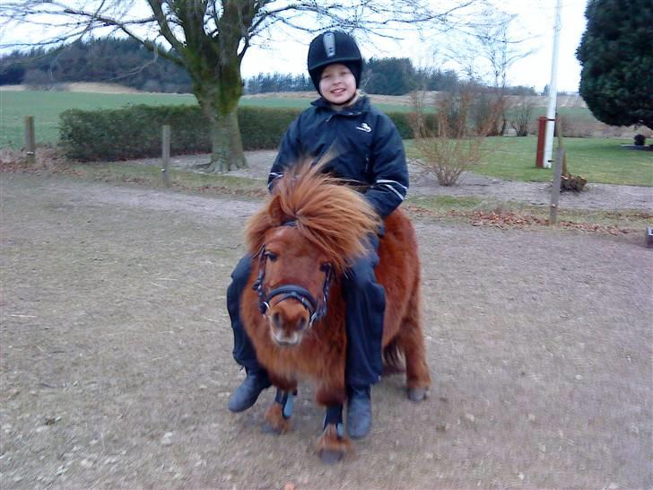 Shetlænder Rasmus - Lisa & Rasmus <3 billede 4