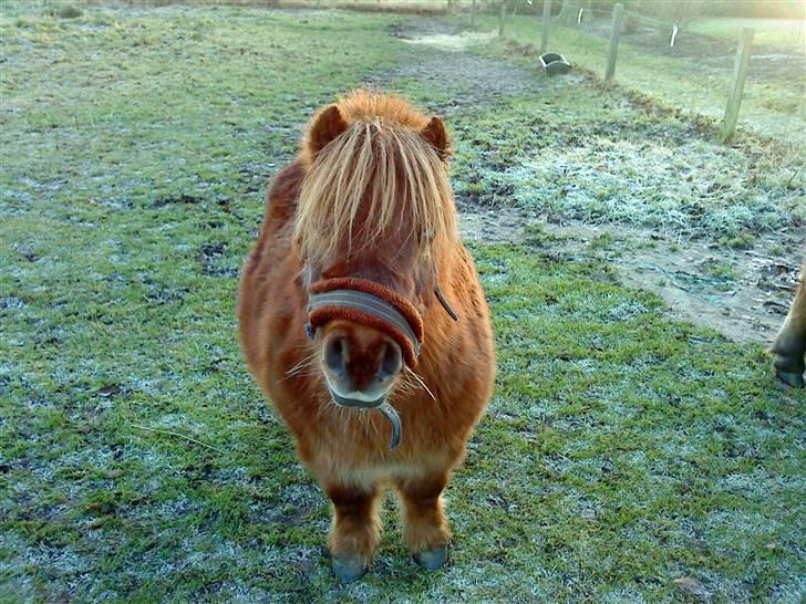 Shetlænder Rasmus - Han er da for sød :) <3 billede 5