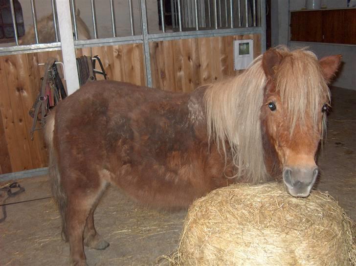 Shetlænder Søndergårds Franciska - hun er lige gået til angeb i wrap ballen. billede 1