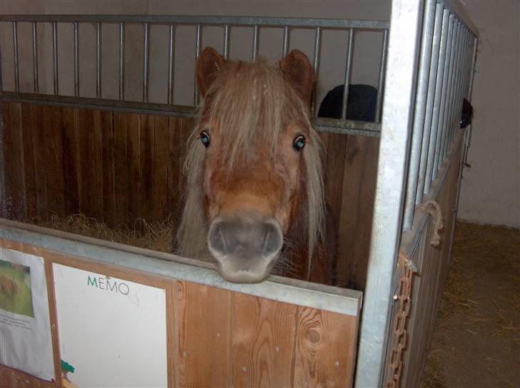 Shetlænder Søndergårds Franciska - hov , hvad er det for noget hun står med..(kamera) billede 2