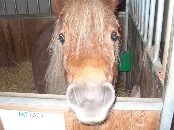 Shetlænder Søndergårds Franciska - er jeg nutte eller hvad?<3 billede 3
