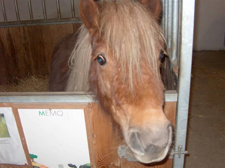 Shetlænder Søndergårds Franciska - træt hr lige været til gå træning går 4-5 km om dagen, med nanna billede 4