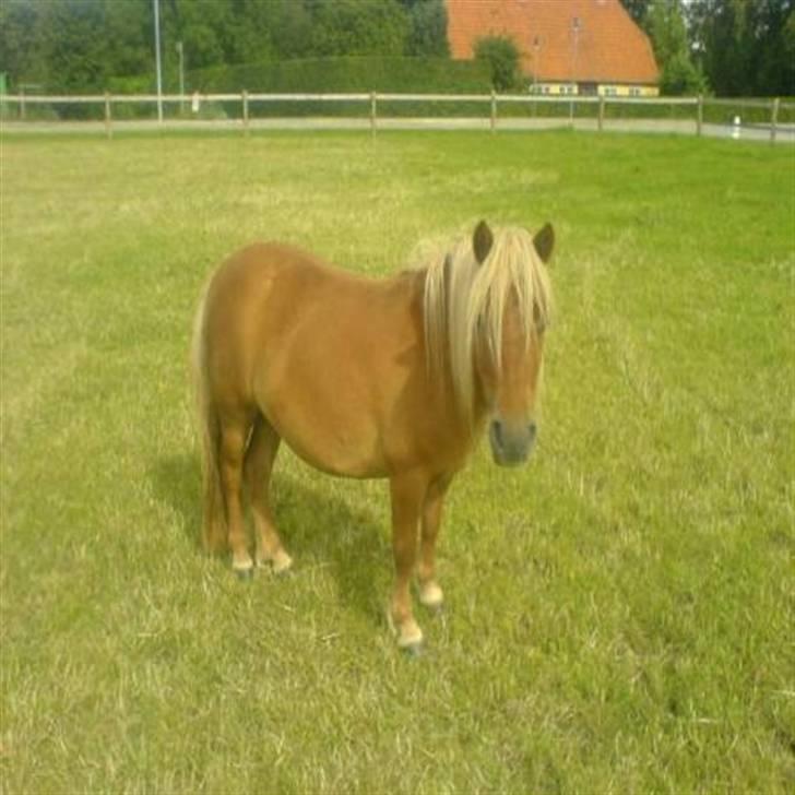 Shetlænder Søndergårds Franciska - dejlig sommerdag.. nyder det virkelig, dagne hvor jeg kom på døgnfold. billede 5
