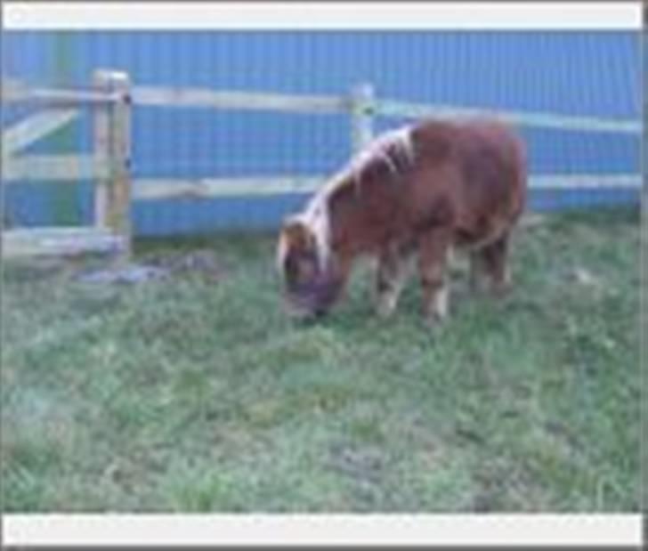 Shetlænder Søndergårds Franciska - fødeselsdag, blev 2 billede 6