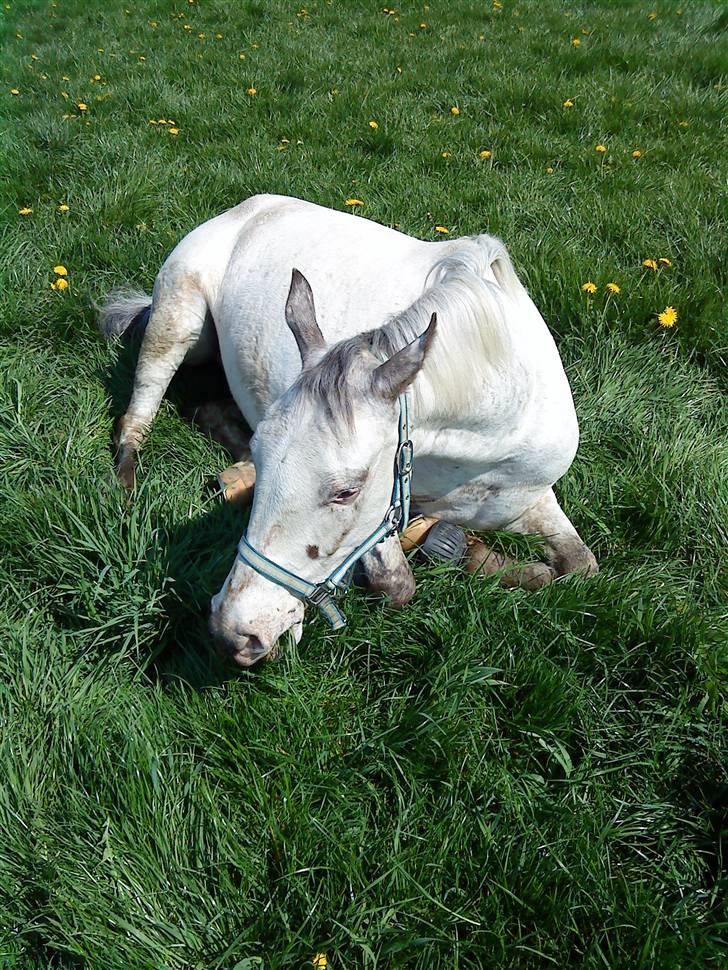 Appaloosa Corine - nyder livet og solen billede 5